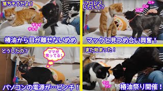 ＜2匹の猫通信＞「ほっこりライブ」椿油から目が離せないめめ…マックと目が合い興奮！何故、ママが焦ってる？2021 04 10 Cat live Stream in Japan -Cat Life TV