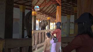 พาเด็กๆมาให้อาหารช้าง ที่แคมป์ช้างหลวงพระบาง Feeding the Elephants in Luang Prabang Elephant Camp