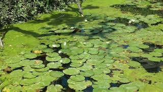 Dauben water lilies at St. George Village Botanical Garden, Frederiksted, St. Croix, USVI 3/6/18