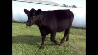 Tag 66 Highliner Steer