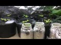 LETTUCE  - GROWING HYDROPONIC IN QUART JARS  (OAG 2016)