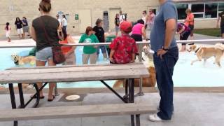 Ruby Ivy Pooch Plunge (2)