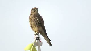 淀川の野鳥たち（2024年12月）その２