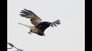 屏東縣的黑鳶Black Kite Black Kite （2021 04 23）