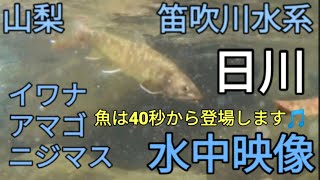 笛吹川水系・日川 水中映像 イワナ、アマゴ、ニジマス　山梨渓流