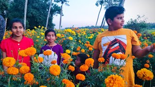 3 ഏക്കറിലെ ചെണ്ടുമല്ലി തോട്ടം 🌼🌸 | ഓണാശംസകൾ | Happy Onam | Marigold | M4M MEDIA | Jamanthi Flower