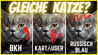 Britisch Kurzhaar | Kartäuser Katze | Russisch Blau - Heimliche Drillinge?