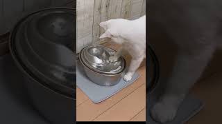 水を かき混ぜるウチの猫､もはや職人レベル                               #猫動画 #shorts  #猫給水器