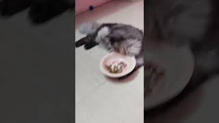 Actually she's a poor eater😭😭 ivala sapdavekka na padra padu eruke😫😫 #cat #vadivelu#shorts #food