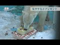 ホッキョクグマ「アイラ」に誕生日プレゼント おびひろ動物園