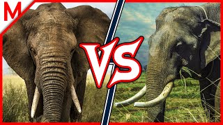 19💥African Elephant vs Asian Elephant | + Serval vs Ocelot winner