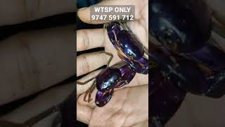 PURPLE CRAB AVAILABLE | വീണ്ടും ഞണ്ട് ചാകര | EXOTIC CRAB AVAILABLE | BLUE CRAB | ഞണ്ട് ഫാം |