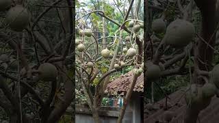 Awesome Annona Reticulata Fruit Next To The House - Shorts video