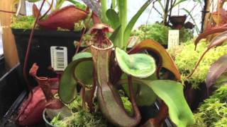 NEPENTHES CARE: NEPENTHES CLIPEATA CARE TIPS and HOW I GROW THIS AMAZING NEPENTHES 1080p