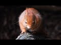 A British History of: Squirrels (4K Documentary) (CC)