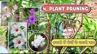 फरवरी में लगाएं इन पौधों की कटिंग्स।Grow Cuttings Of These Plants in February 🏡