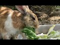 rabbit eating vegetables looking very tasty