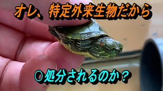 オレ、特定外来生物だから◯処分されるのか？ミシシッピアカミミガメの赤ちゃん