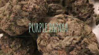 Rosin Press - Purple Papaya