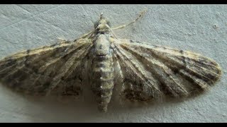 Genus Eupithecia Moth