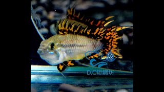 10/5【DC短鯛坊】B超紅鳳尾短鯛_五鰭鳳尾斑 No.I7【DwarfCichlid】