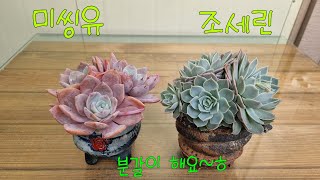 (24.1.13.토)보라보라 색감이쁜 💕미씽유\u0026조세린 💕분갈이 해요~😁💕향원이네다육💕 010-6828-3188 💕