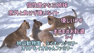 旭山動物園　個性豊かな三姉妹　お転婆レイ　優しいフウ　負けず嫌いのイト　オリト＆イオちゃんファミリー　ライオンファミリー