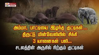 அம்மா, பாட்டியை இழந்த குட்டிகள் ... திருட்டு மின்வேலியில் சிக்கி 3 யானைகள் பலி...!