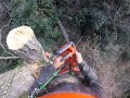 いつぞやのナラ枯れ。ノーリギング♪ 伐採 climbing husqvarna