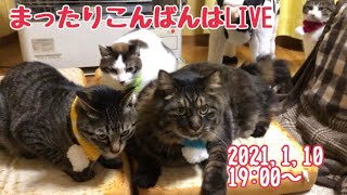 まったりこんばんはLIVE★【うちの子４にゃんず】