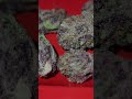 🔥🔥🔥🔥💯💯💯 HUMO REVIEW MULTIPLE FLOWER EIGHTHS AND PRE ROLLS ⛽️✅️💯🔥🔥🔥