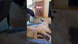 Europe vs AMERICA #dogs #borzoi #shots #compilation #funny #madness #animals