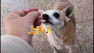 愛犬チワワおうどんの食べ方が可愛い😍元気いっぱいにパトロール出陣🐶