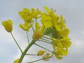 川辺にアドバルーン？！advertising balloons on the riverside 菜の花 なのはな brassica rapa　季節の花　日本花図鑑　j flower guide