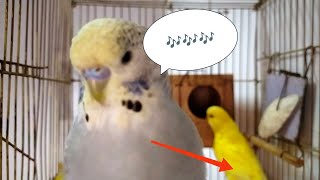 budgie singing 🎶