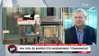 Μια γάτα σε φορείο στο νοσοκομείο \