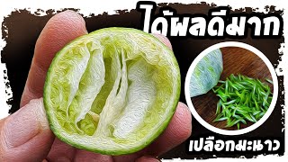 ช่วยได้ทันที..!!  อย่าทิ้ง เปลือกมะนาว  เรื่องนี้คนส่วนใหญ่คิดไม่ถึง  | Nava DIY