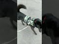 甲斐犬がぷりぷり歩くだけ