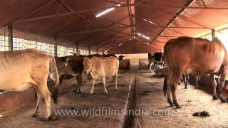 Finely selected holy cows for extracting bovine output