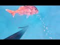 Φαγκρι u0026 μεγάλοι ροφοί spearfishing greece kostas pouloulis