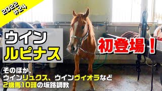 【二歳馬の成長 2022年＃24】Wルピナス、Wリュクス、Wヴィオラ、Wラフィネ、Wルベライトなど全10頭登場！【坂路調教】～若きサラブレッドの競走馬への道のり～