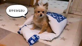 仰向け寝が好きな保護犬のレオンにふとんをプレゼントしたら可愛すぎた【預かり99日目】