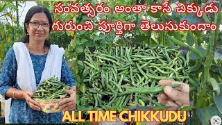 విపరీతంగాకాసిన ఆల్ టైం చిక్కుడు |గంటల కొద్దికోసిన తరగని హార్వెస్ట్ #chikkudu #harvesting #thotamali