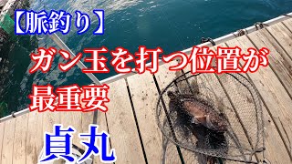 【海上釣堀】脈釣りのガン玉ワークを駆使して貞丸のモーニングに挑む！