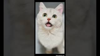 funniest cats video shorts of 2023 | #cat  #dogs #funny #trending #youtubeshorts