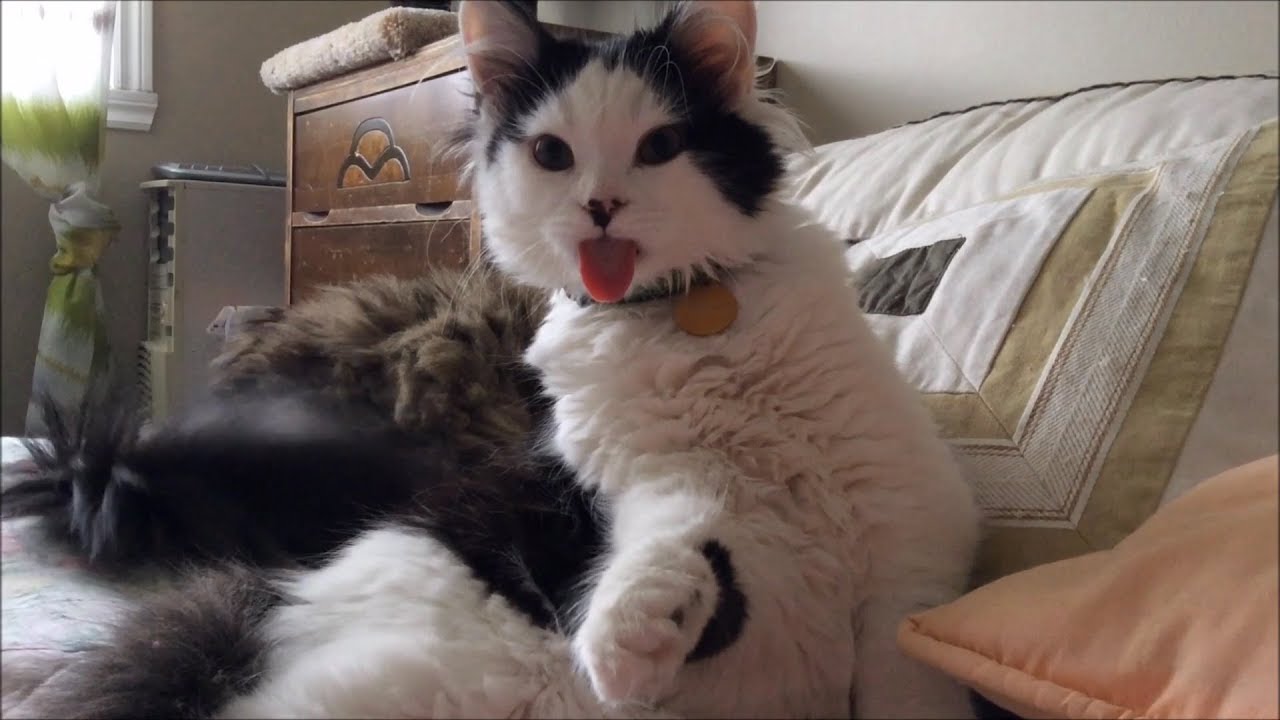 Funny Cat Compilation Youtube