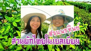 สวนผักไทยในต่างแดน สวนพรทิพย์เบลเยียมby Eidsy Easy