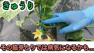 【きゅうり】最初が重要な子づるの芽かき　今後の成長に影響が