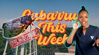 Cabarrus This Week || 1975 Courthouse Renovation - CabCo's Land Search Team - Cicadapocalypse