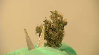 Panel Considers Adding Ailments Medical Marijuana Can Treat